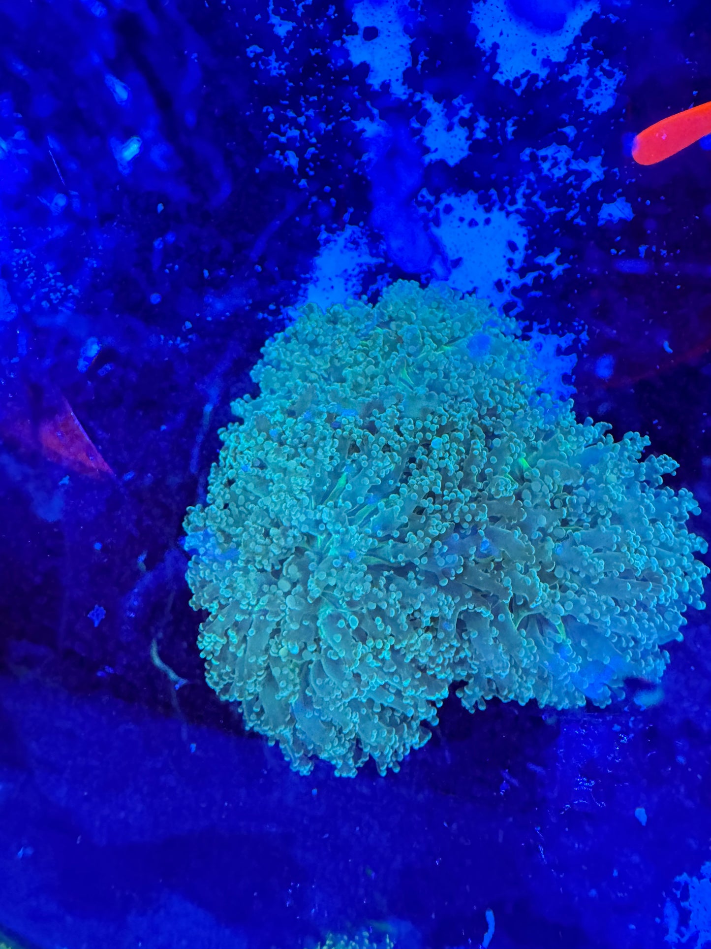 Green Tip Wall Frogspawn