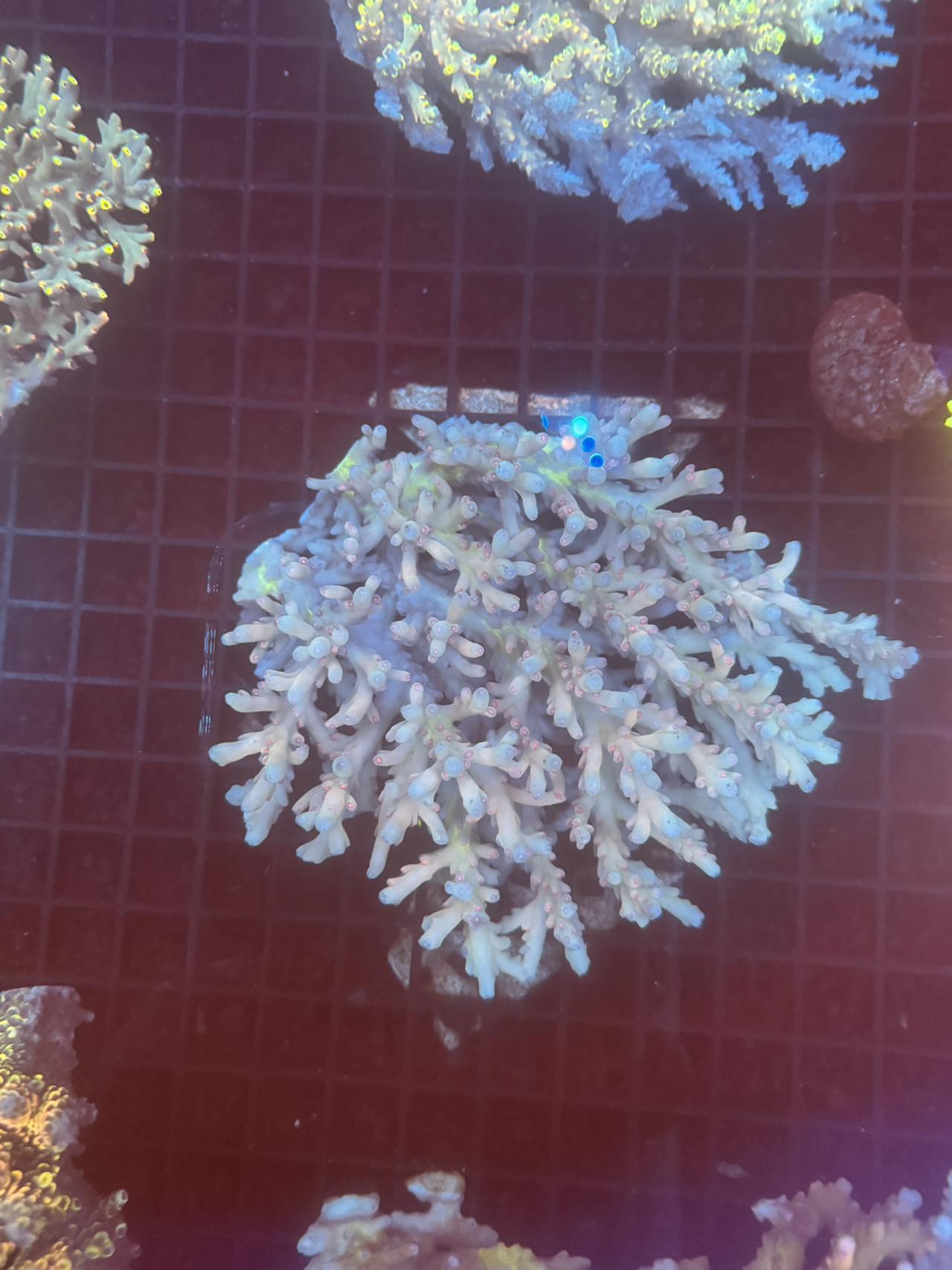 Lokani Coral