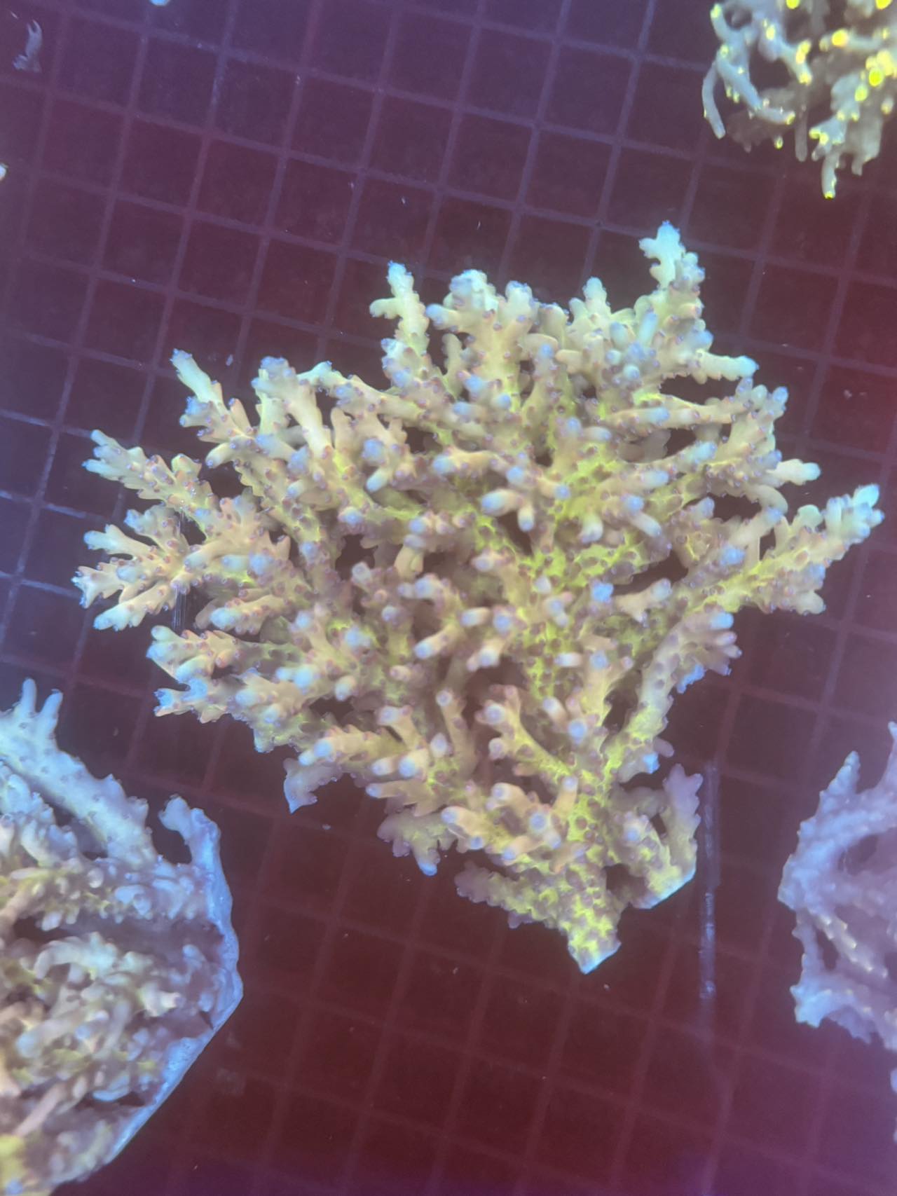 Lokani Coral